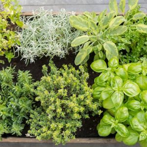 AROMATICHE